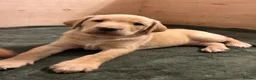 Labrador Retriever dogs for sale: Beautiful Labradors puppy’s looking for a new home in London - Advert 14