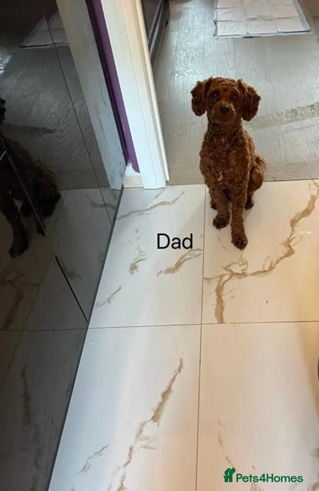 Toy Poodle dogs for sale: FALL-IN poodle toys - Advert 2