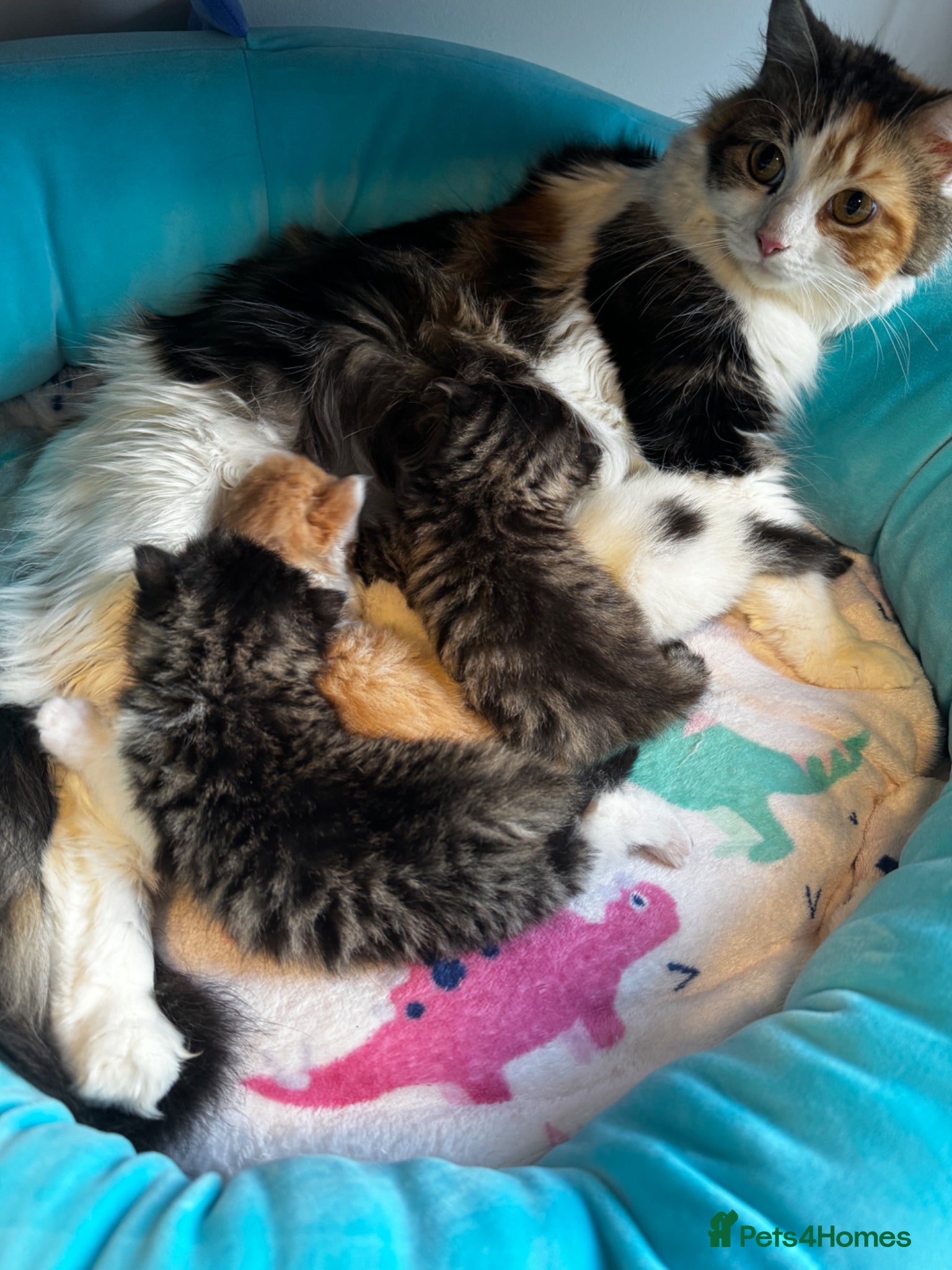 Mixed Breed cats 2 female and 2 male kittens  - Advert 9