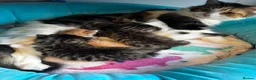 Mixed Breed cats for sale: 2 female and 2 male kittens  - Advert 1