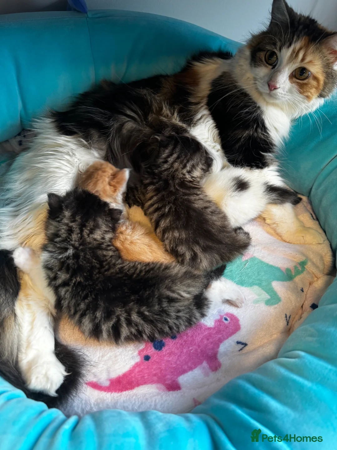 Mixed Breed cats for sale: 2 female and 2 male kittens  - Advert 1