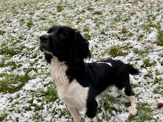 English Springer Spaniel dogs Stunning KC Stud, Proven, Health and DNA Tested. in Wigan - Advert 5