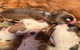 Cocker Spaniel dogs for sale: Exceptional KC registered Show Cocker Spaniels  - Image 6