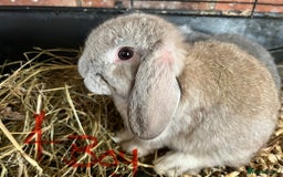 Mini Lop rabbits for sale: Super Friendly Mini Lop Babies - Image 5