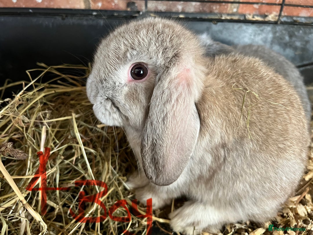 Mini Lop rabbits for sale: Super Friendly Mini Lop Babies - Image 5