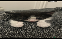 Domestic Shorthair cats for sale: Kittens looking for their forever home  - Image 5