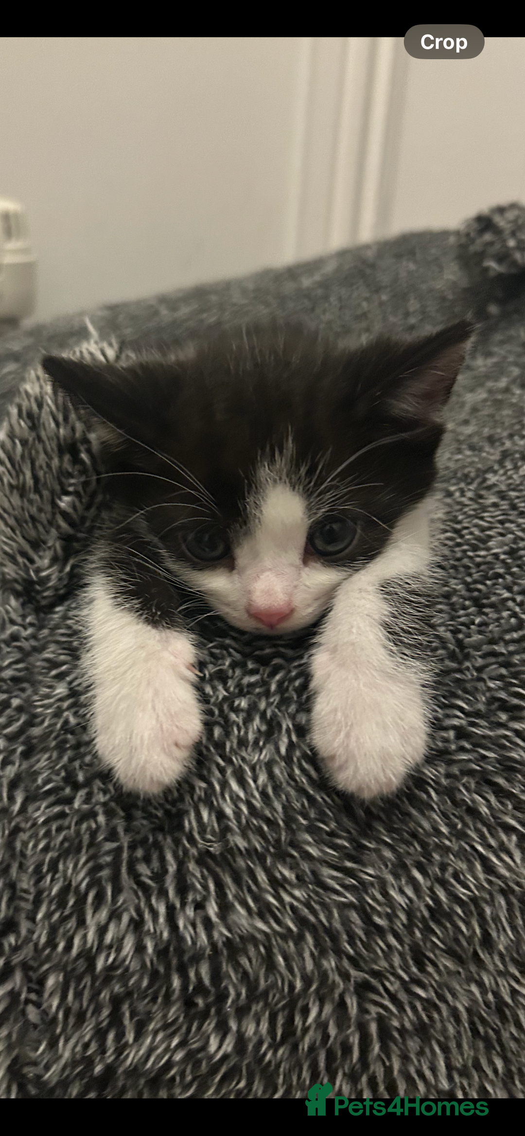 Domestic Shorthair cats for sale: Kittens looking for their forever home  - Image 5