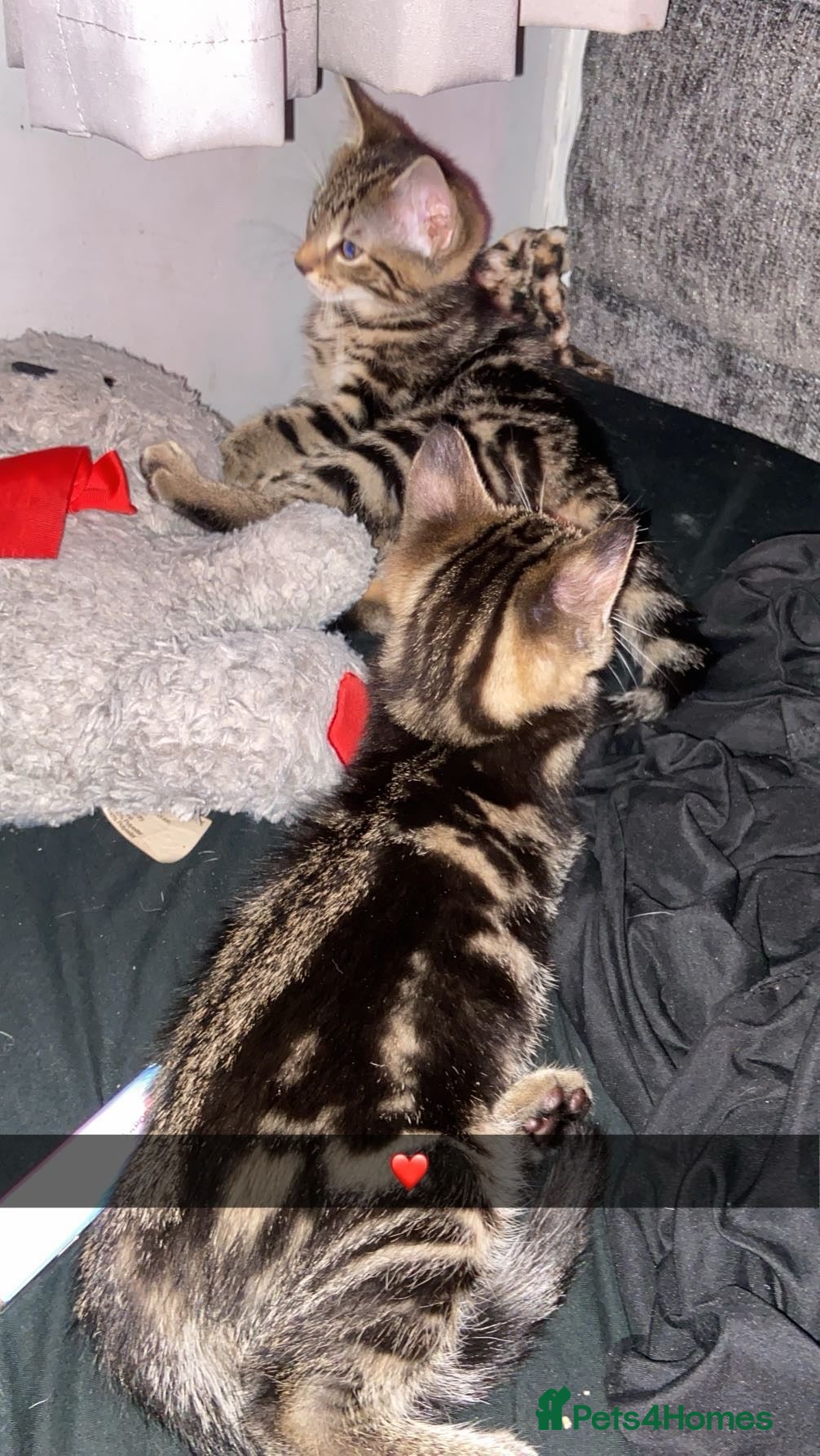 Mixed Breed cats Beautiful tabby and black and white kittens ready  - Advert 11