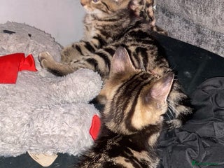 Mixed Breed cats - Advert 11