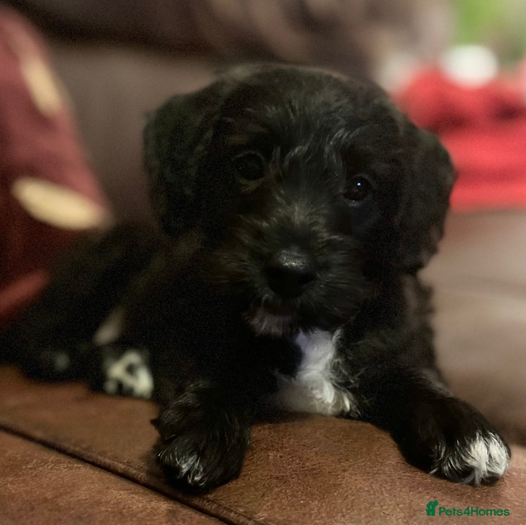 Jackapoo dogs for sale: ✨ Gorgeous Jackapoo puppies ready to leave now ✨ - Advert 3