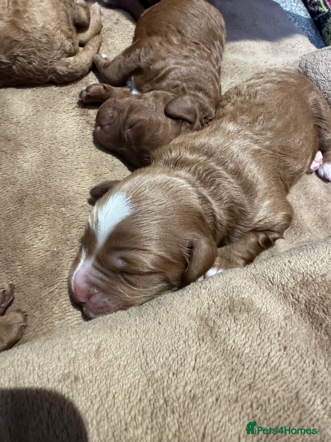 Cavapoo dogs for sale: Beautiful F1b Cavapoo Puppies – Ready Mid February - Advert 16