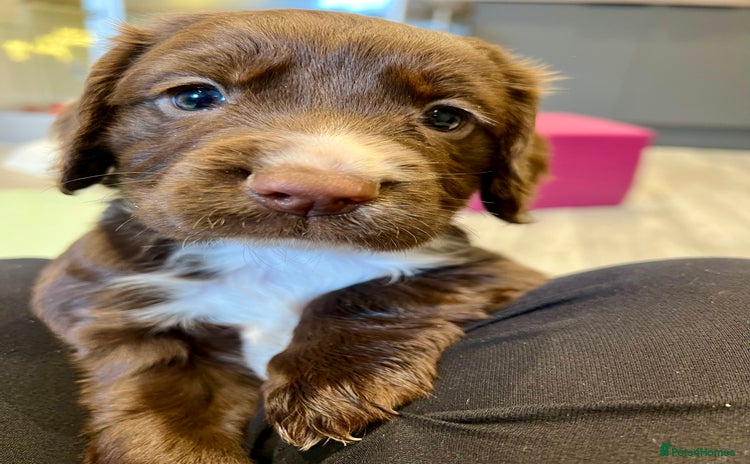 Sprocker dogs - Advert 1