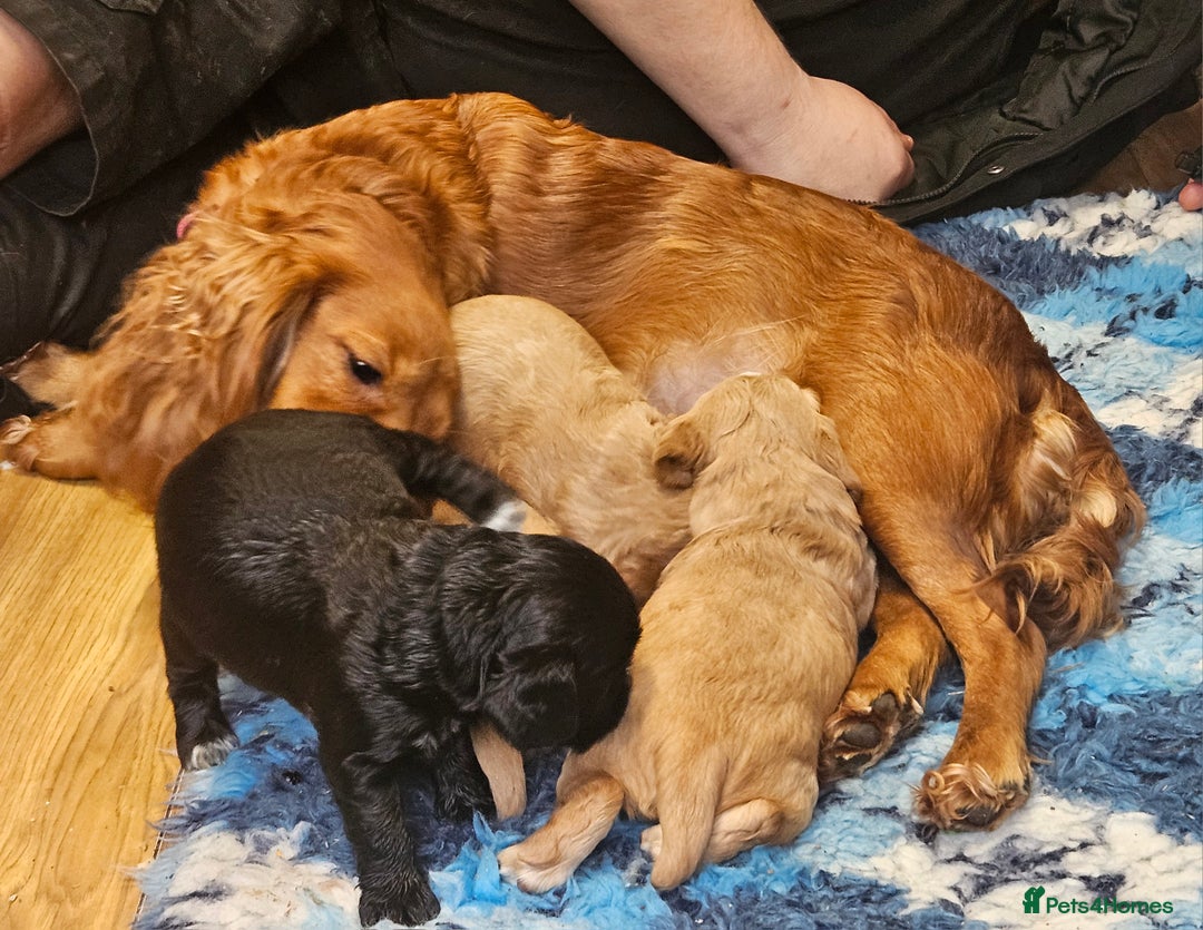 Cocker Spaniel dogs for sale: Beautiful cocker spaniel  - Advert 16