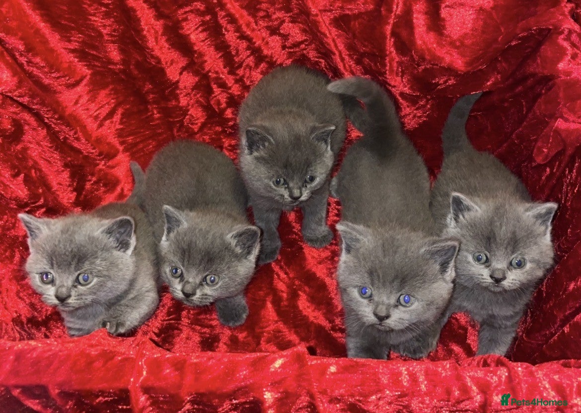 British Shorthair cats 5 Gorgeous, Playful, Great Temperament BSH Kittens - Advert 1