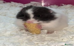Hamster rodents for sale: Baby hamsters  - Image 14