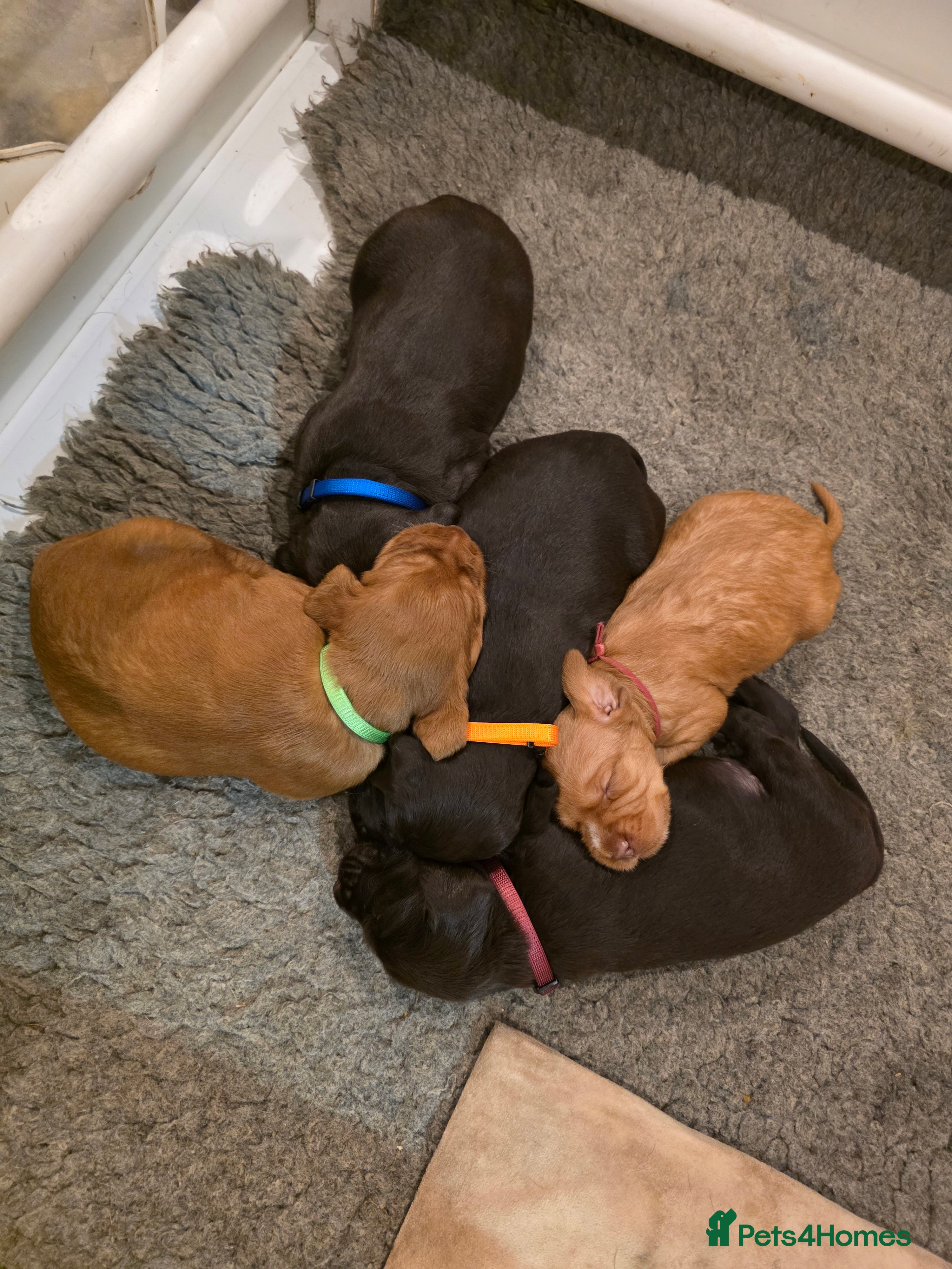 Mixed Breed dogs Wirehaired Pointer hybrid x Labrador puppies  - Advert 4