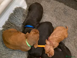 Mixed Breed dogs Wirehaired Pointer hybrid x Labrador puppies - Advert 4