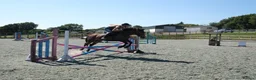 Connemara horses for sale: Dancer  - Advert 9