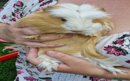 Guinea Pig rodents for sale: Dad and 2 sons - Image 8