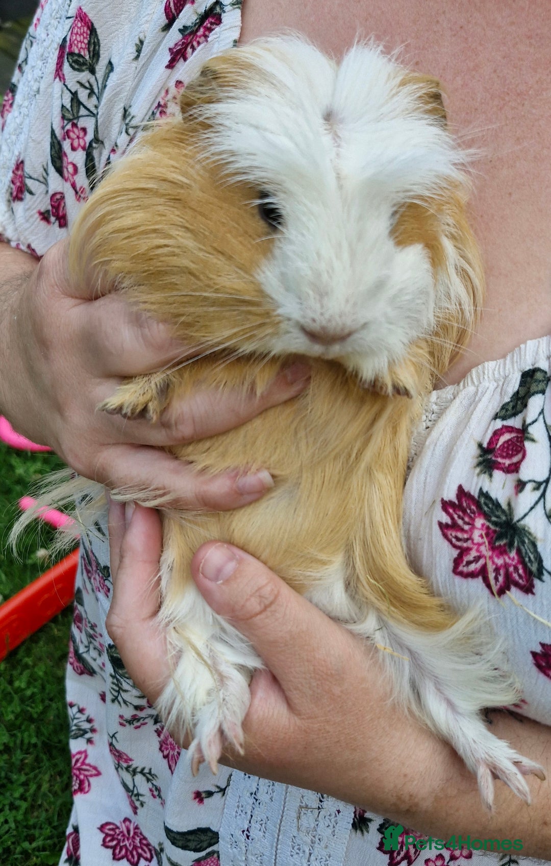 Guinea Pig rodents for sale: Dad and 2 sons - Image 8