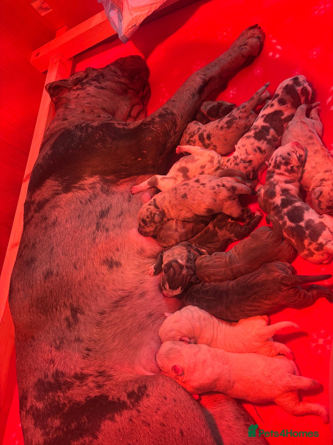 Neapolitan Mastiff dogs for sale: 💙 Neapolitan Mastiff Puppies-Full Pedigree💙 - Advert 1