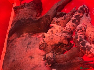 Neapolitan Mastiff dogs 💙 Neapolitan Mastiff Puppies-Full Pedigree💙 - Advert 2