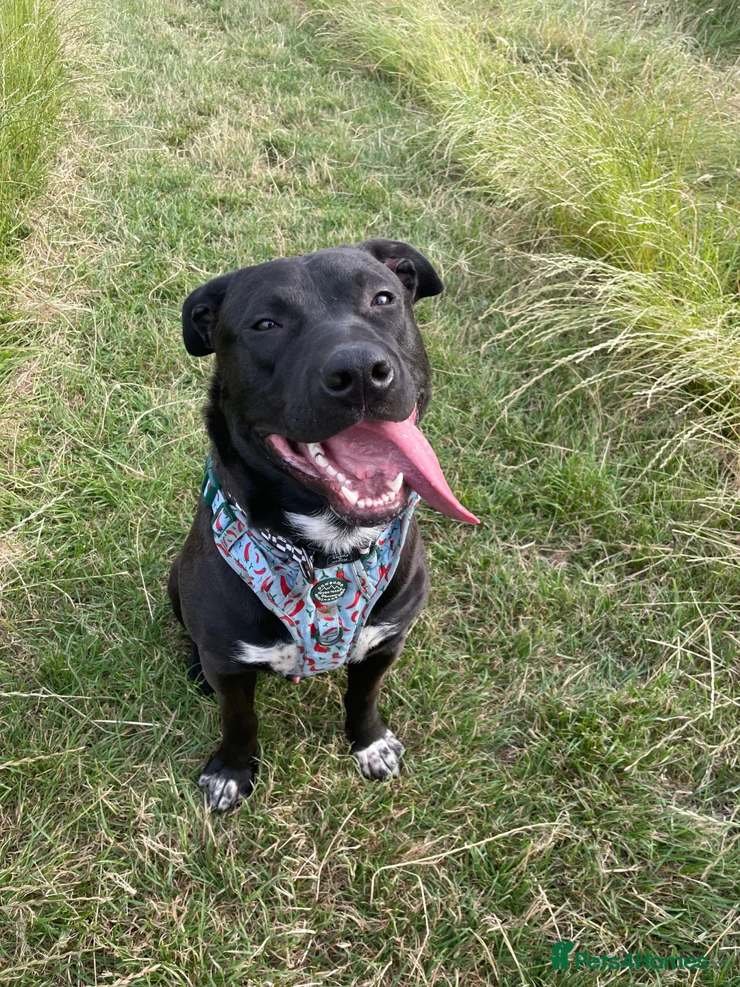 Mixed Breed dogs for sale: Lab Cross - Rehoming Our Beautiful Boy  - Advert 11