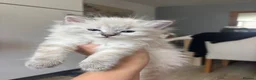 Mixed Breed cats for sale: Ragdoll Siberian Neva Masquerade Kittens - Advert 6