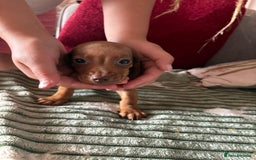 Dachshund dogs for sale: Miniature dachshund  - Image 9