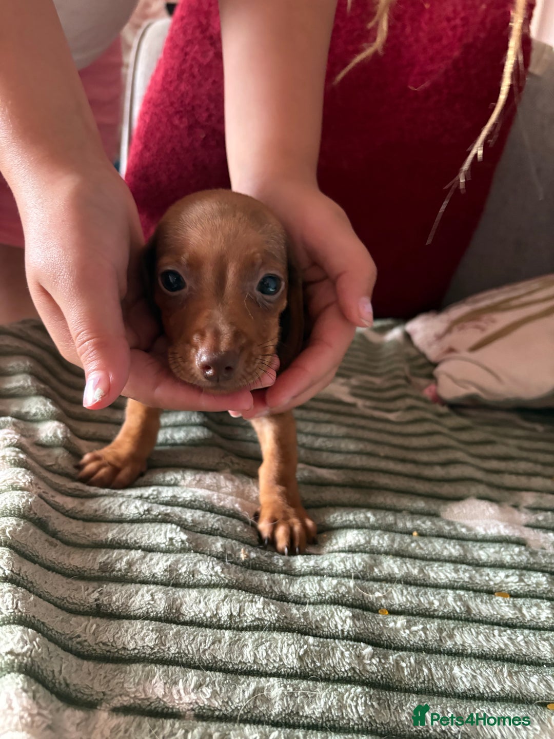 Dachshund dogs for sale: Miniature dachshund  - Image 9