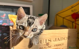 Bengal cats for sale: Female Bengal kitten available now - Image 14