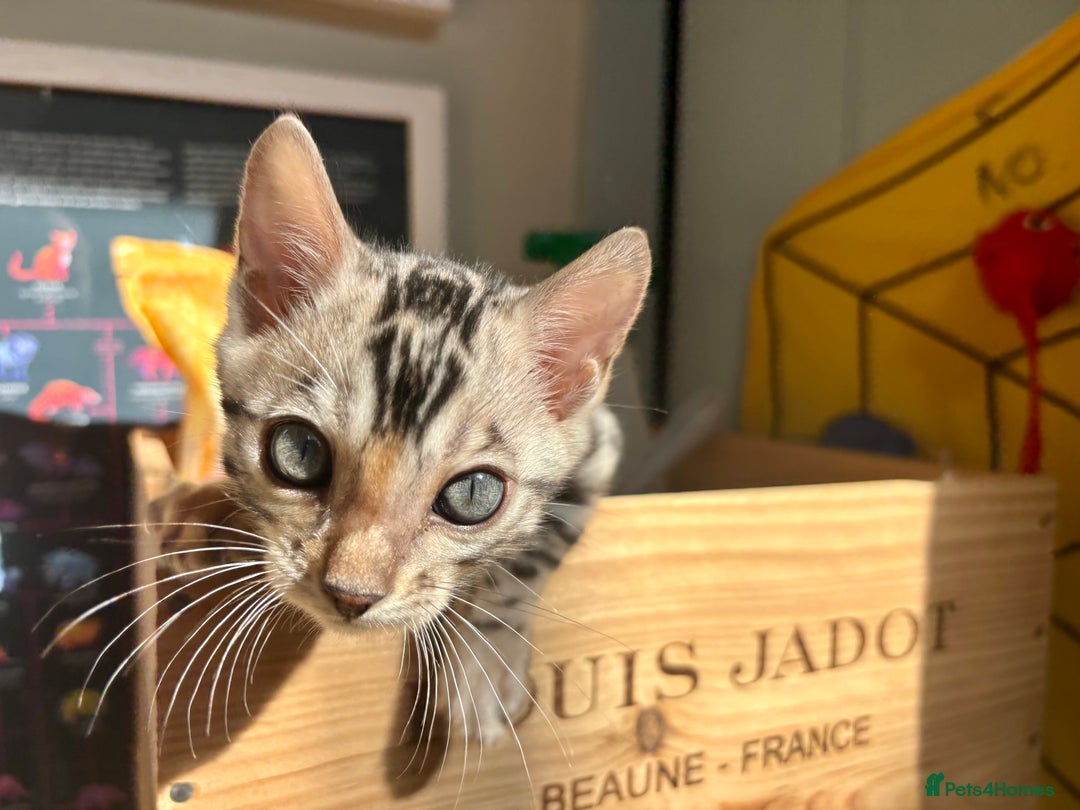 Bengal cats for sale: Female Bengal kitten available now - Image 14