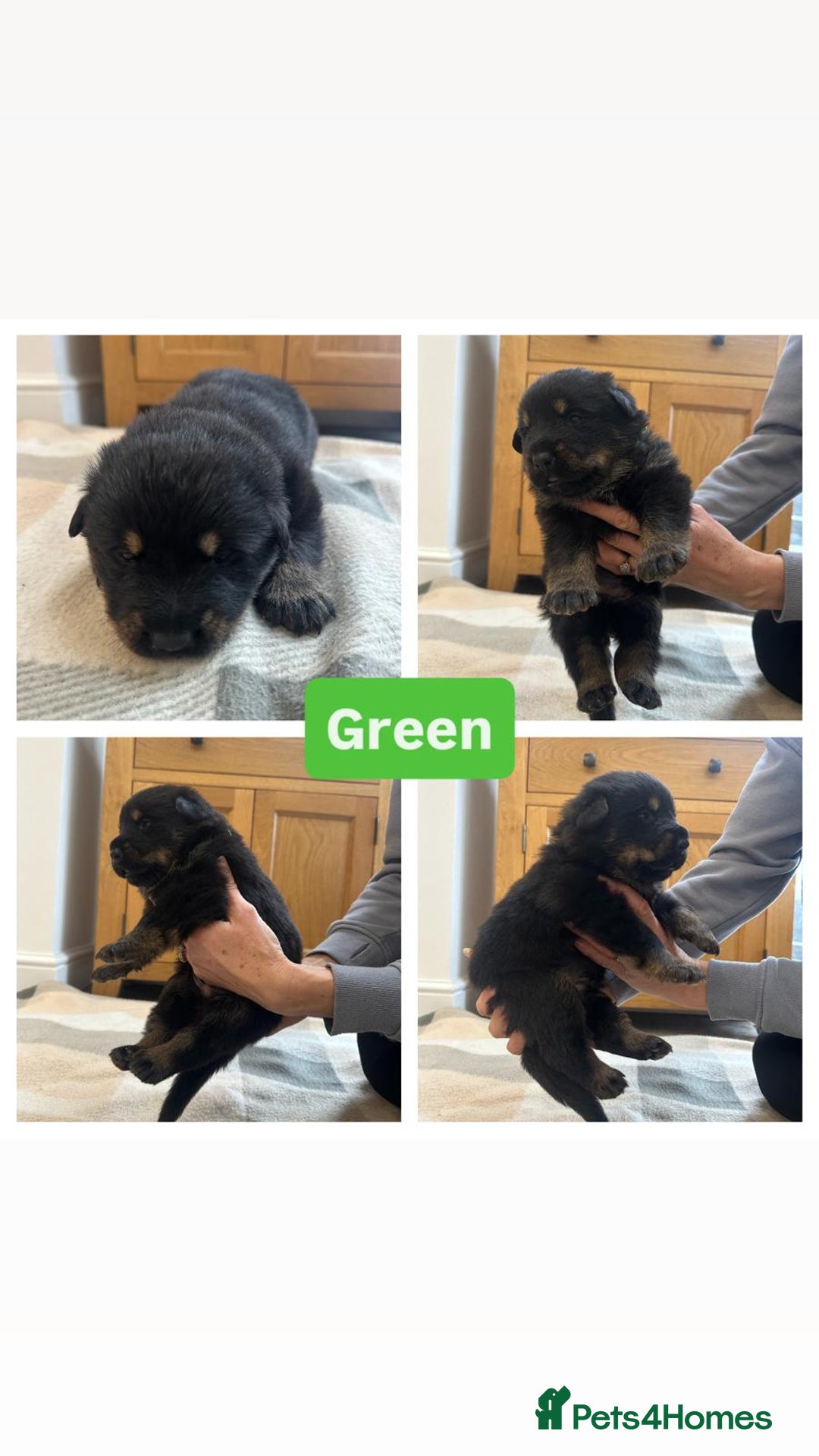 Mixed Breed dogs for sale: 4 Beautiful Hybrid German Shepherd/Rotti puppies - Advert 6