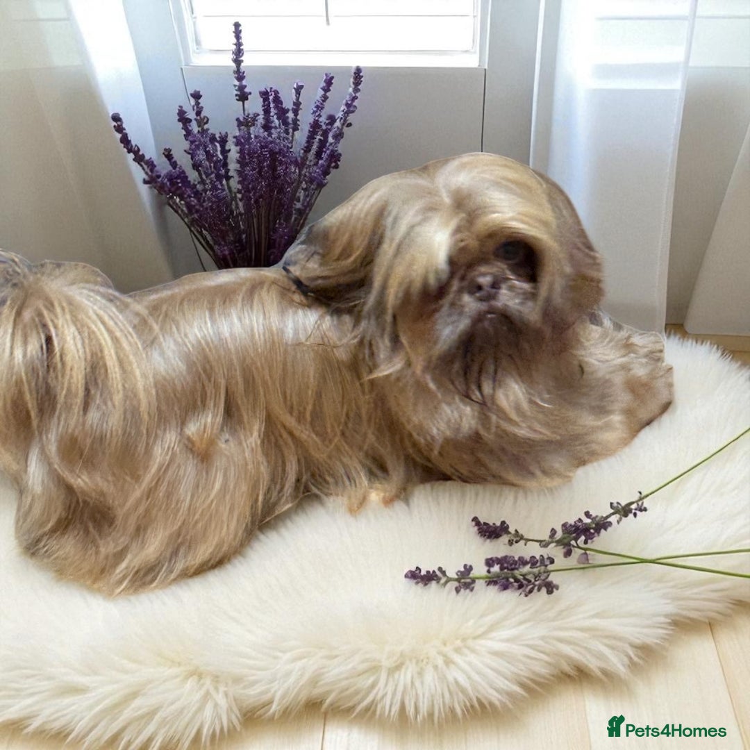 Mixed Breed dogs for sale: Mixed breed sm/md puppies  - Image 9