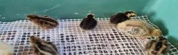 Quail poultry for sale: Coturnix quail chics - Advert 10