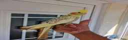 Cockatiels birds for sale: Super Silly hand tamed baby cockatiel - Advert 6