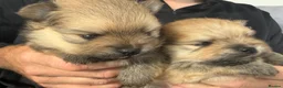 Pomeranian dogs for sale: Gorgeous small Pomeranian puppies 🐻 - Advert 3