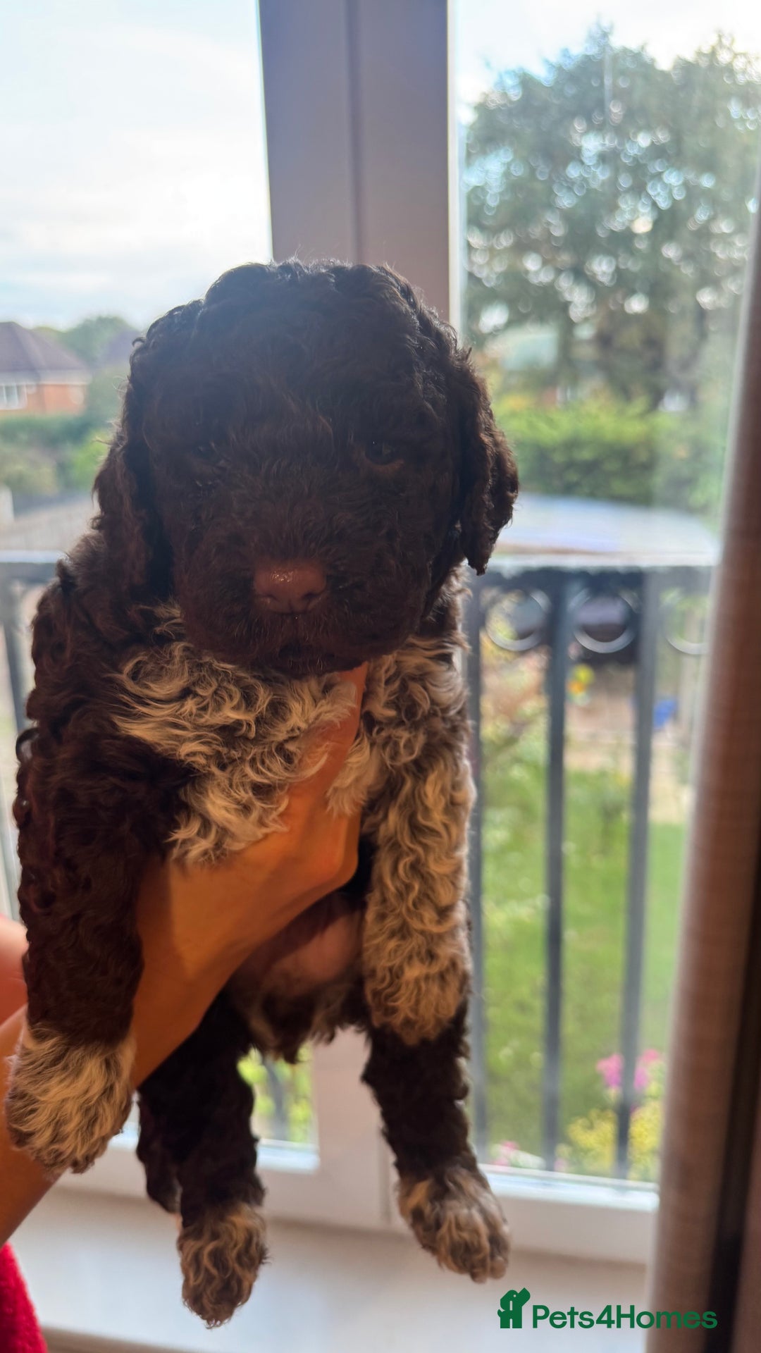 Lagotto Romagnolo dogs for sale: Authentic Lagotto Romagnolo Puppies for Sale KC  - Image 2