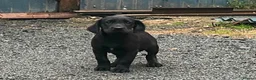Springador dogs for sale: Adorable Springador puppies  - Advert 6