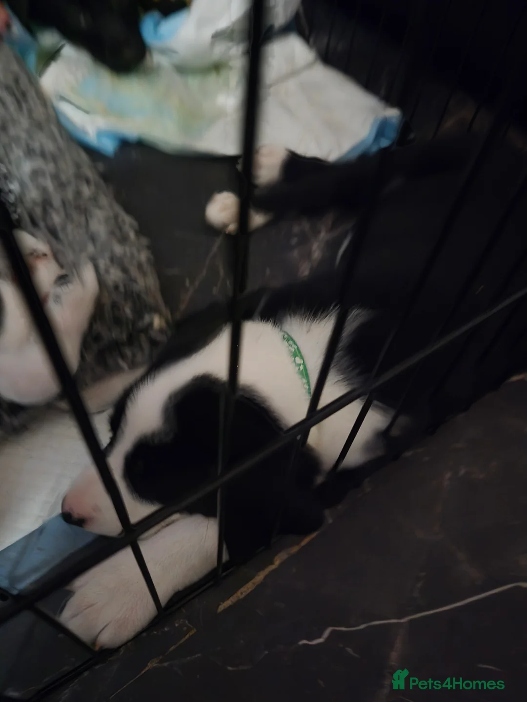 Mixed Breed dogs for sale: Whippet/collies - Advert 1