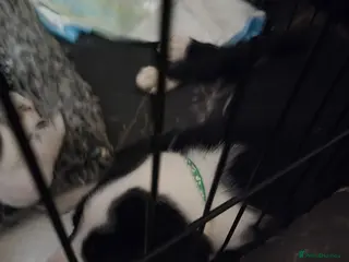 Mixed Breed dogs Whippet/collies - Advert 1