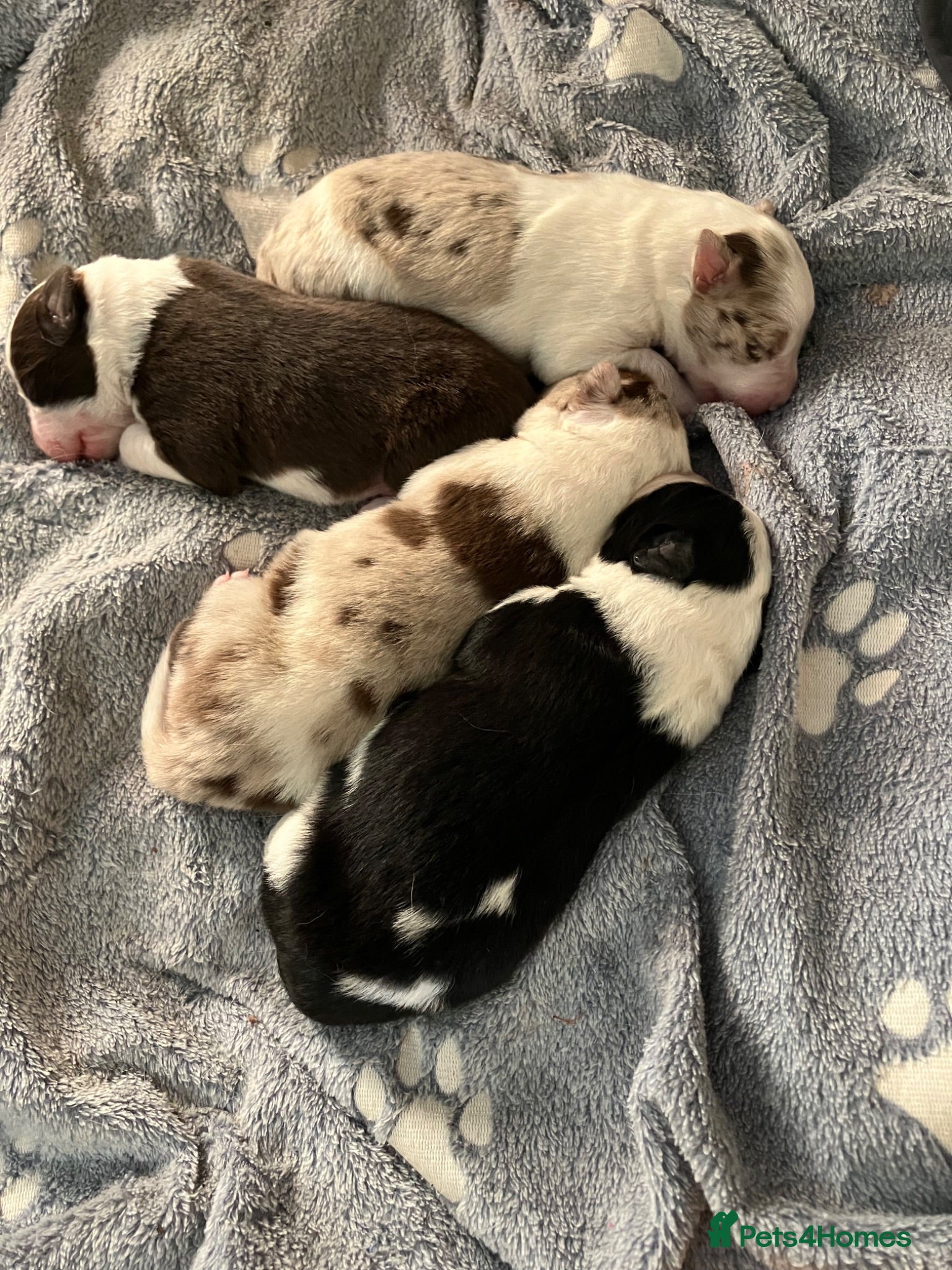 Border Collie dogs Litter of three striking Border Collie puppies  - Advert 9