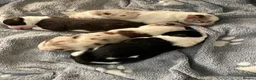 Border Collie dogs for sale: Litter of three striking Border Collie puppies  in Witney - Advert 1