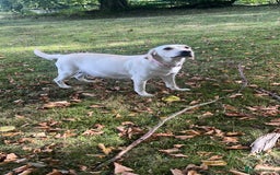 Labrador Retriever dogs for sale: Excellent Labrador pups (ready to leave oct 26th)  - Image 7