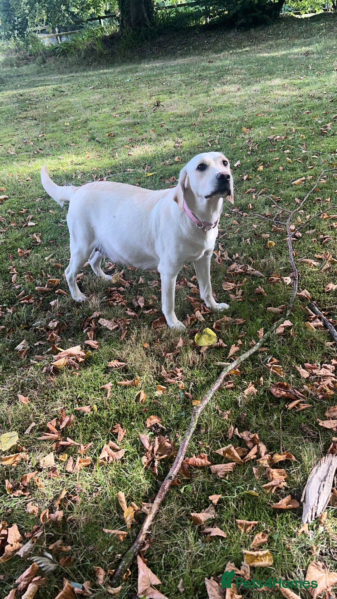 Labrador Retriever dogs for sale: Excellent Labrador pups (ready to leave oct 26th)  - Image 7