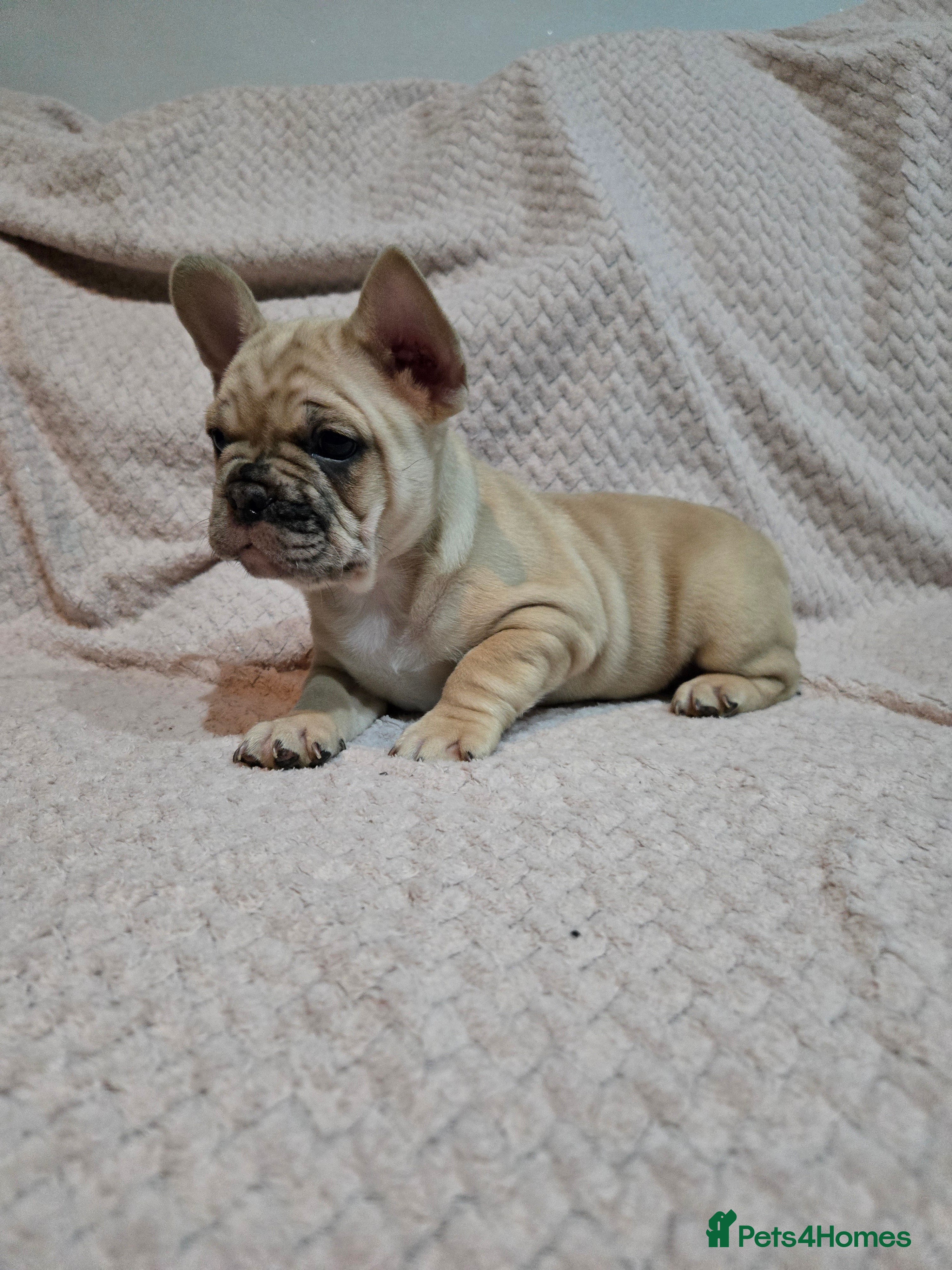 French Bulldog dogs Frenchie pup ready  - Advert 6