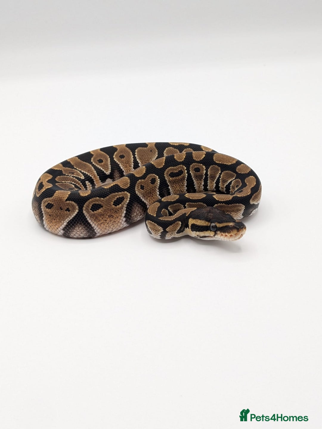 Python Snake reptiles for sale: Range of Royal Pythons - Advert 17