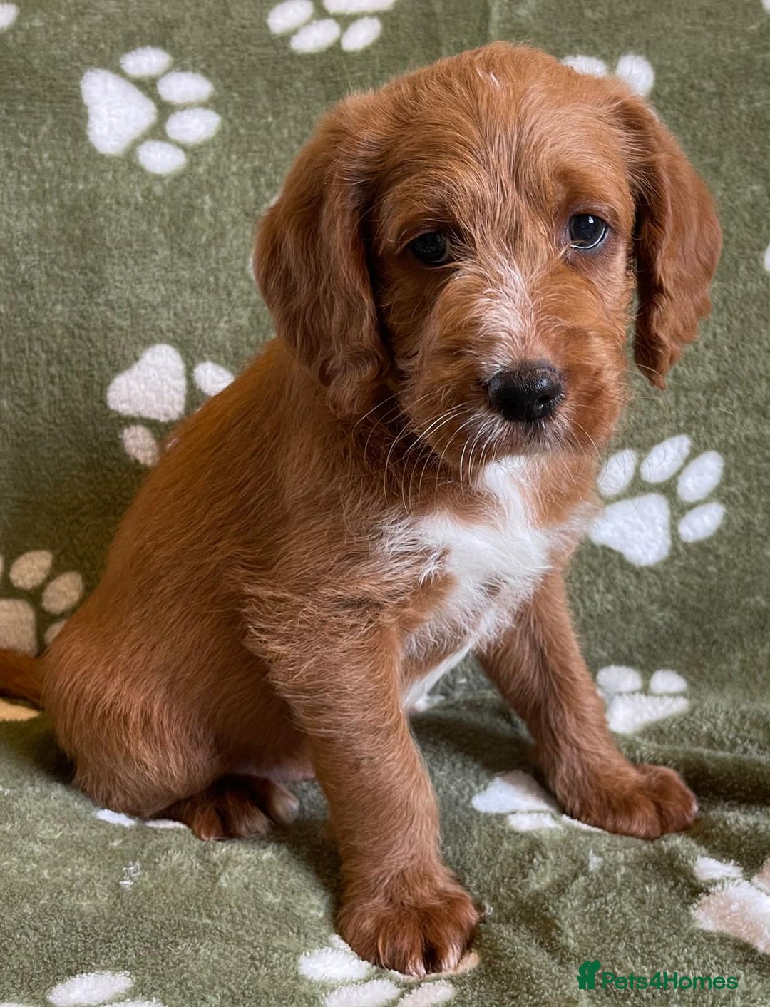 Labradoodle dogs for sale: Stunning deep red F1 labradoodles - Image 10