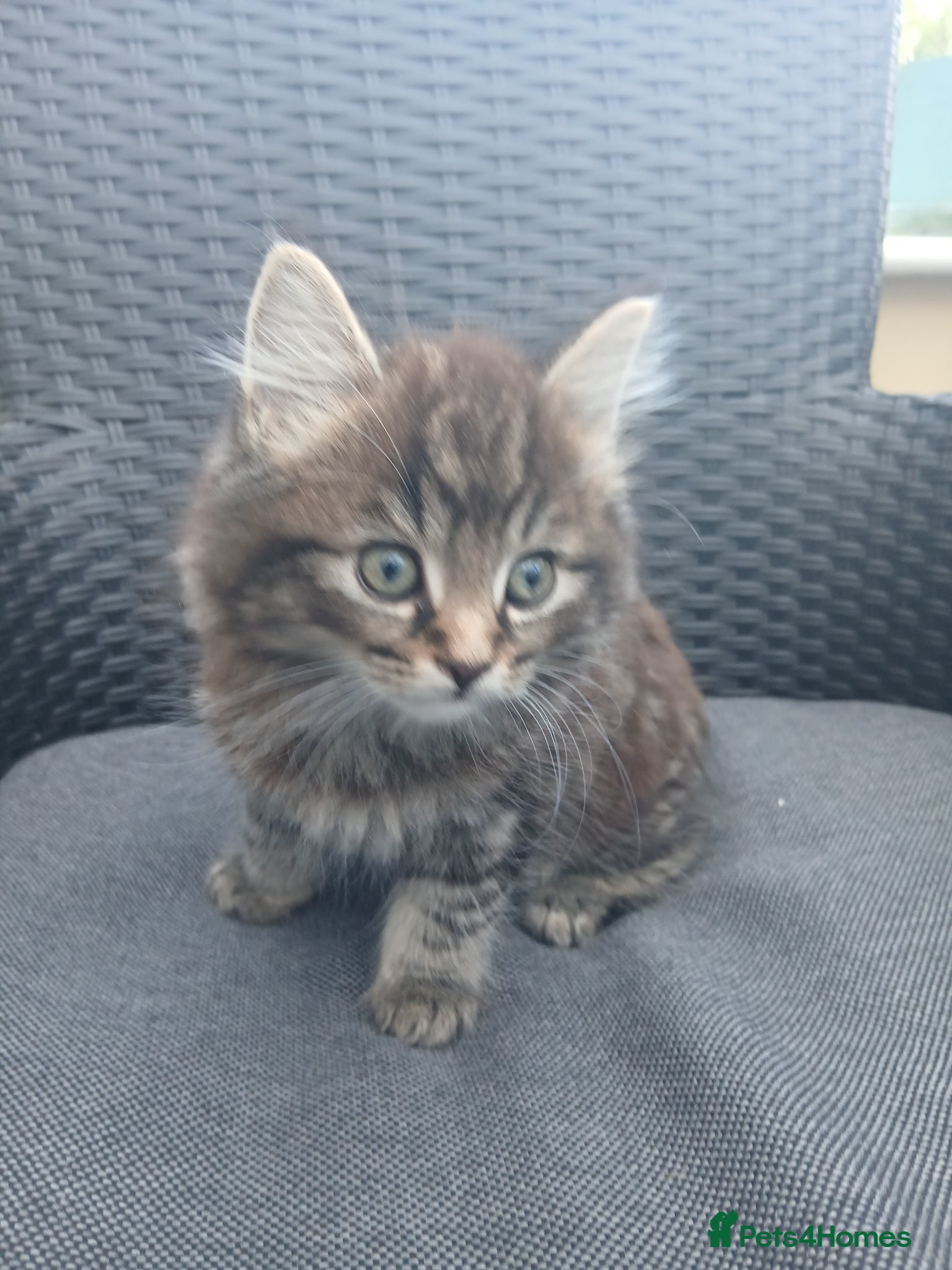 Mixed Breed cats Maine coon xxx  - Advert 4