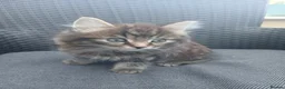 Mixed Breed cats for sale: Maine coon xxx  - Advert 1